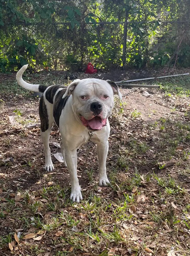 VK'S Tiger of S&D Bulldogs