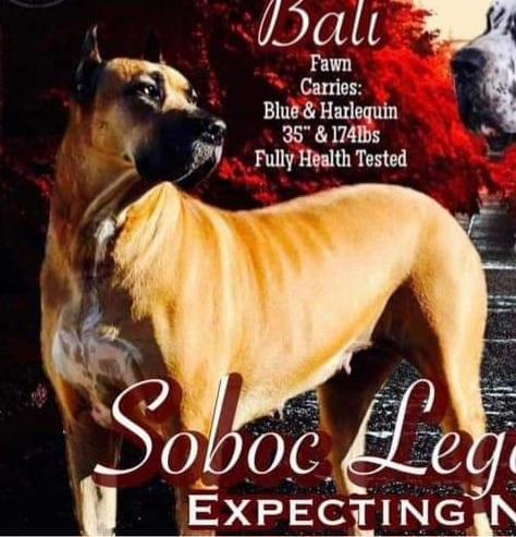 Bali Soboc Legacy Of Colors