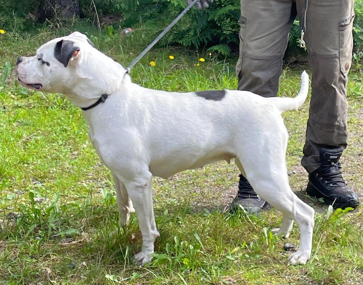 SnowWhite’s Perdita of Roper
