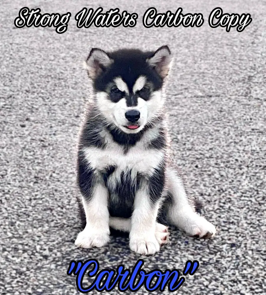Strong Waters Carbon Copy