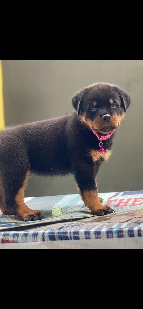 Brooklyn Vom Rassehund