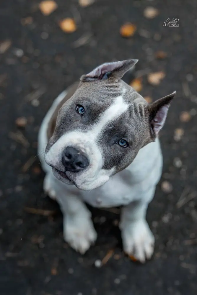 Glorysband Honor Pride