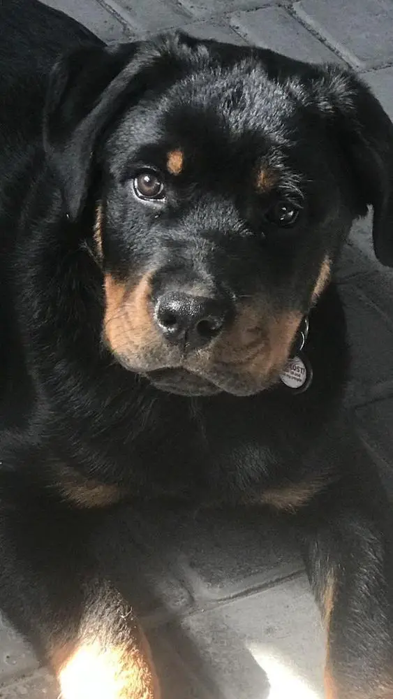 Elvis