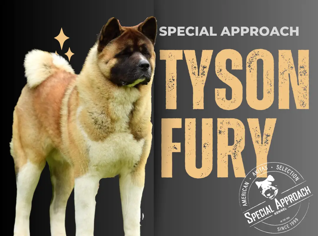 Special Approach Tyson Fury