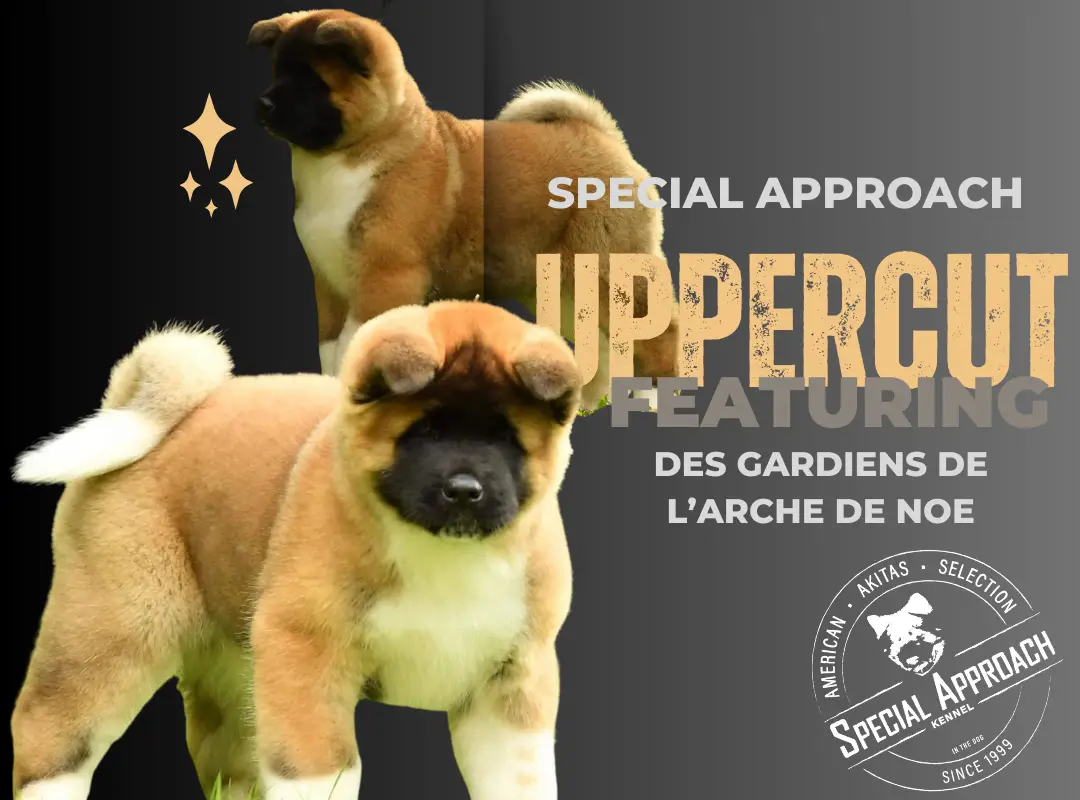 Special Approach Uppercut LGDLARCHEDENOE