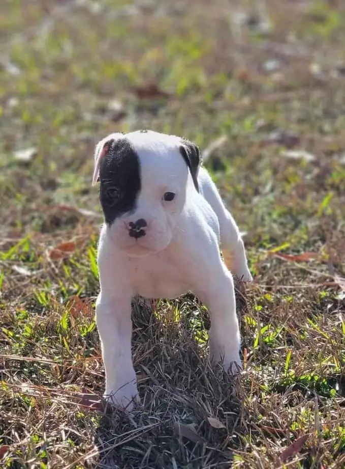 Tyson of MCK