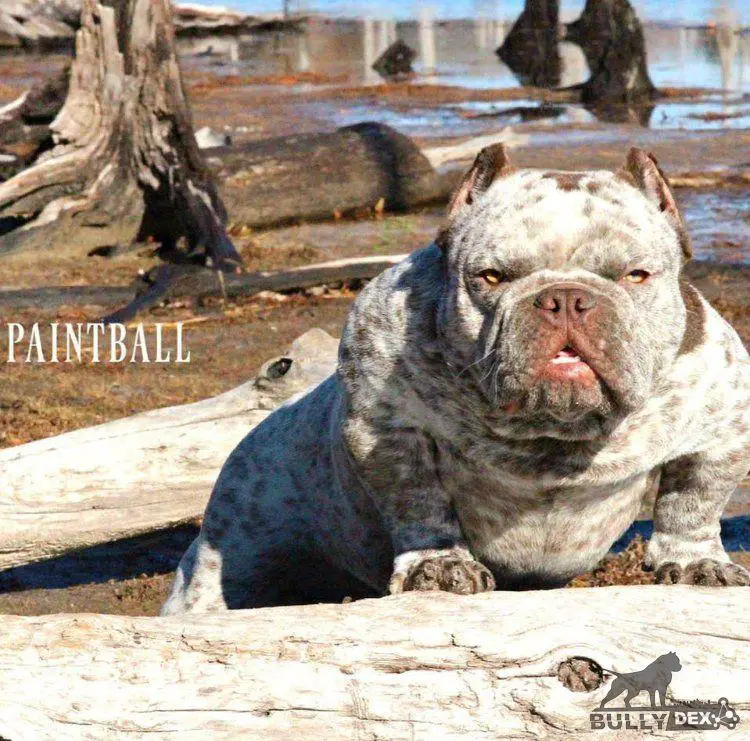 BTB PAINTBALL