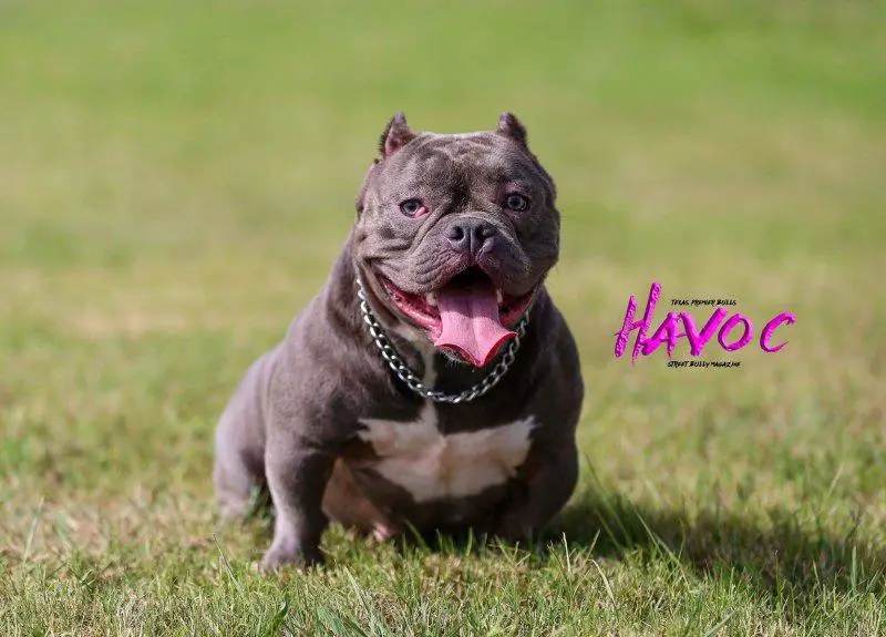 TEXASPREMIERBULLS HAVOC