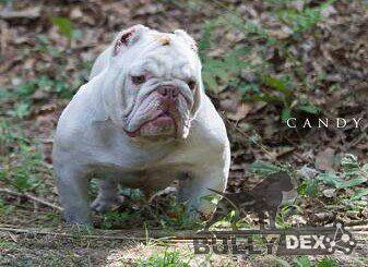MOURABULLIES  CANDYAPPLE