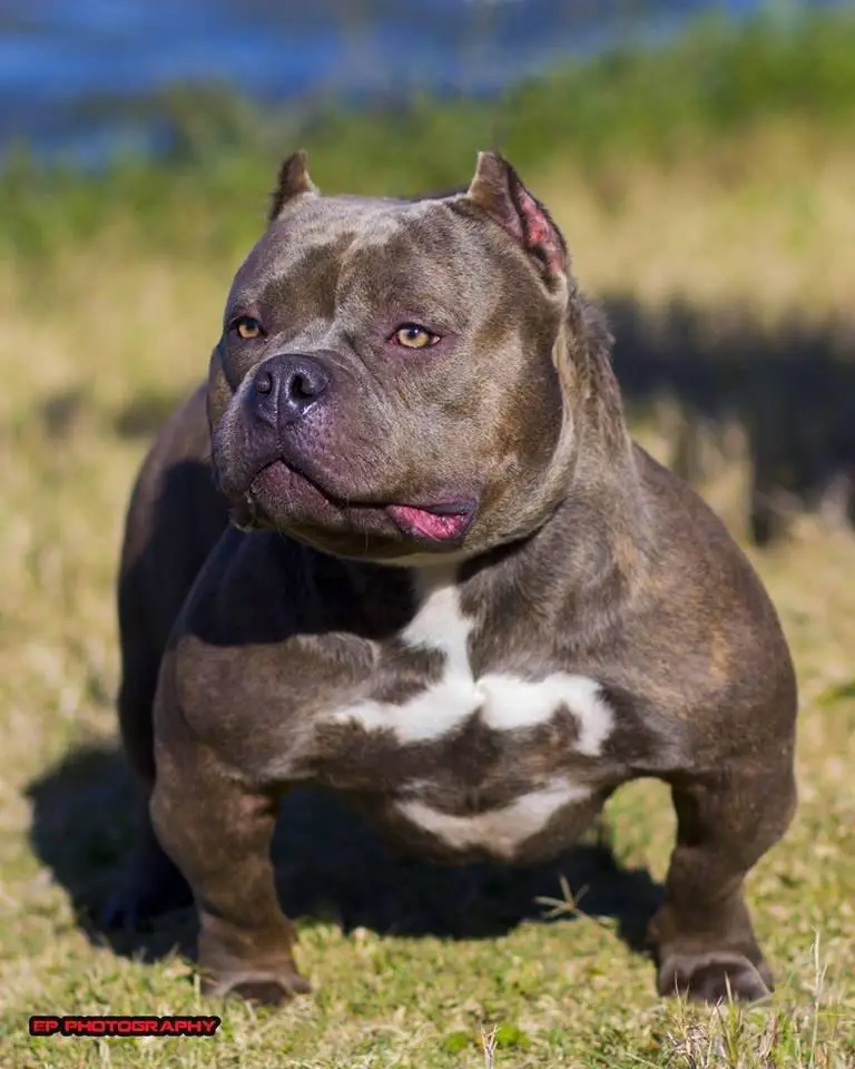 TEXAS BULLYS UNIT MOXY