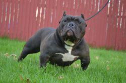 LANDSHARK BULLIES BLACK DIAMOND