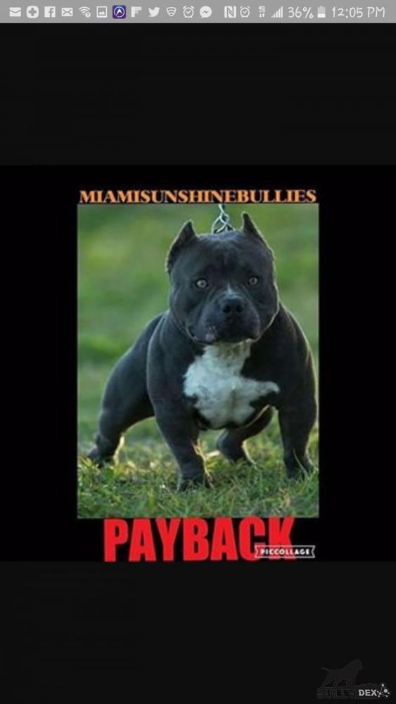 Bbk Payback