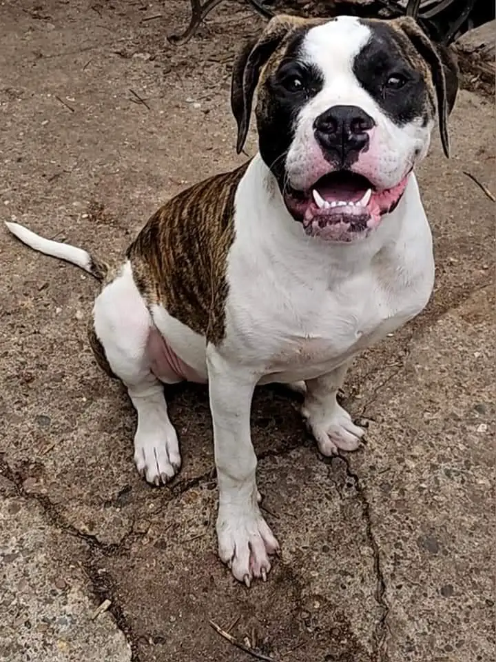 Princess Penelope Holstein
