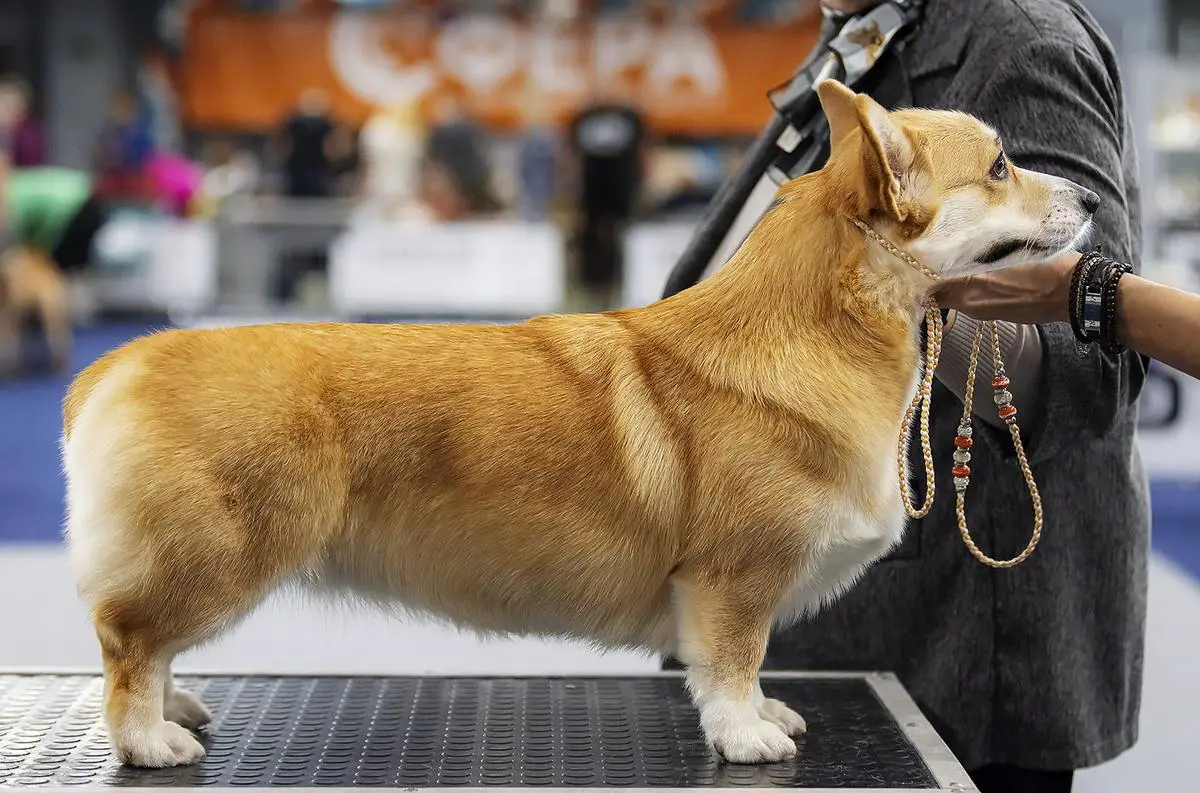 FANCORGI ISKRA RADOSTI