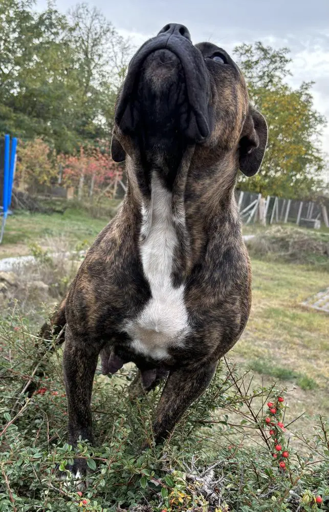 Outlaw American Buldogs Nastia