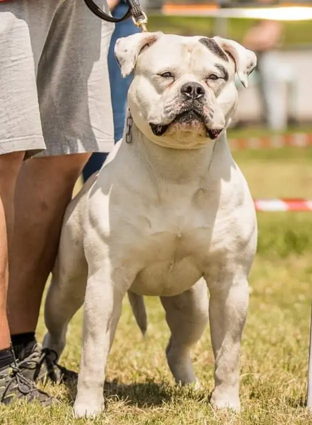 Chestnut’s Little Bullseye