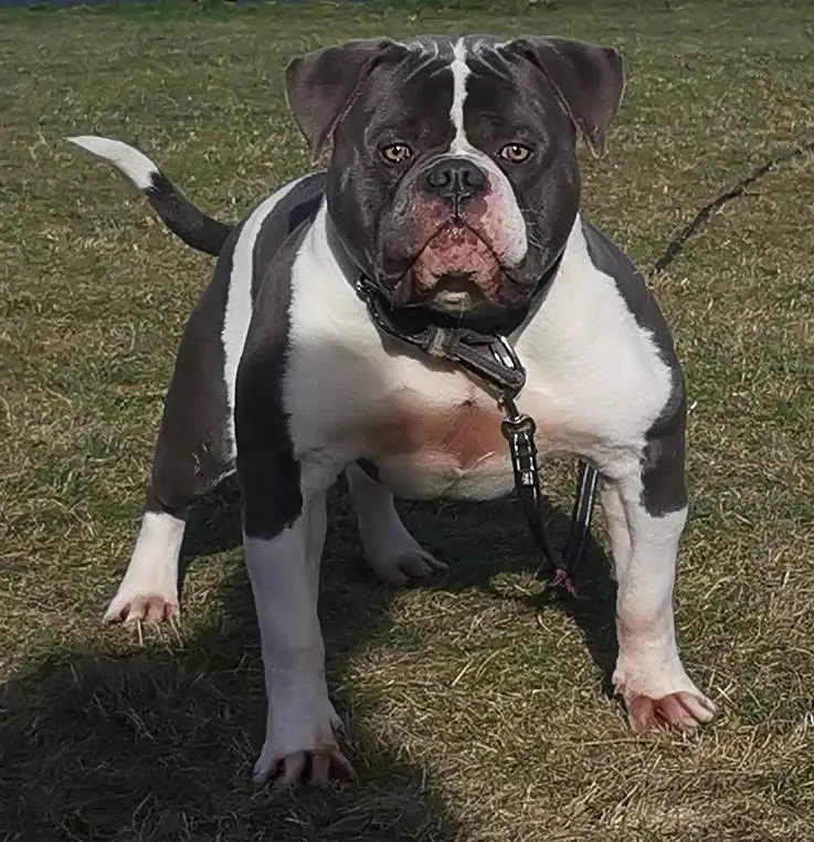 Siegbulls Campino