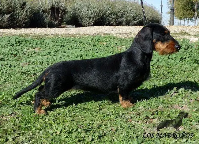 polka de los madronos