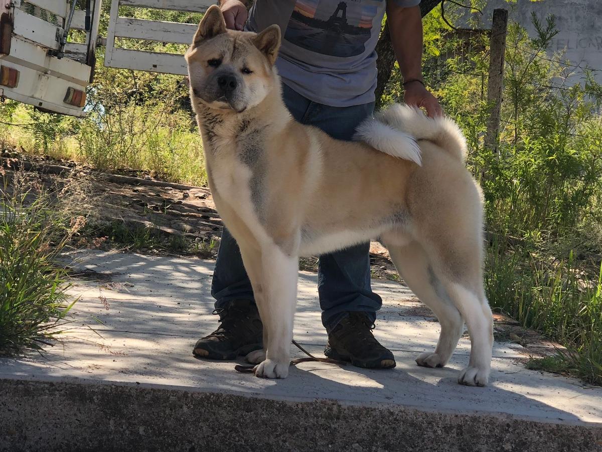 Chaman Kimbo(Guzman)