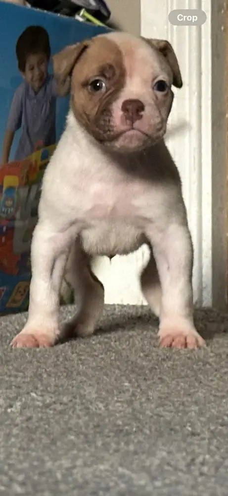 Newcastle Bullies Arnie