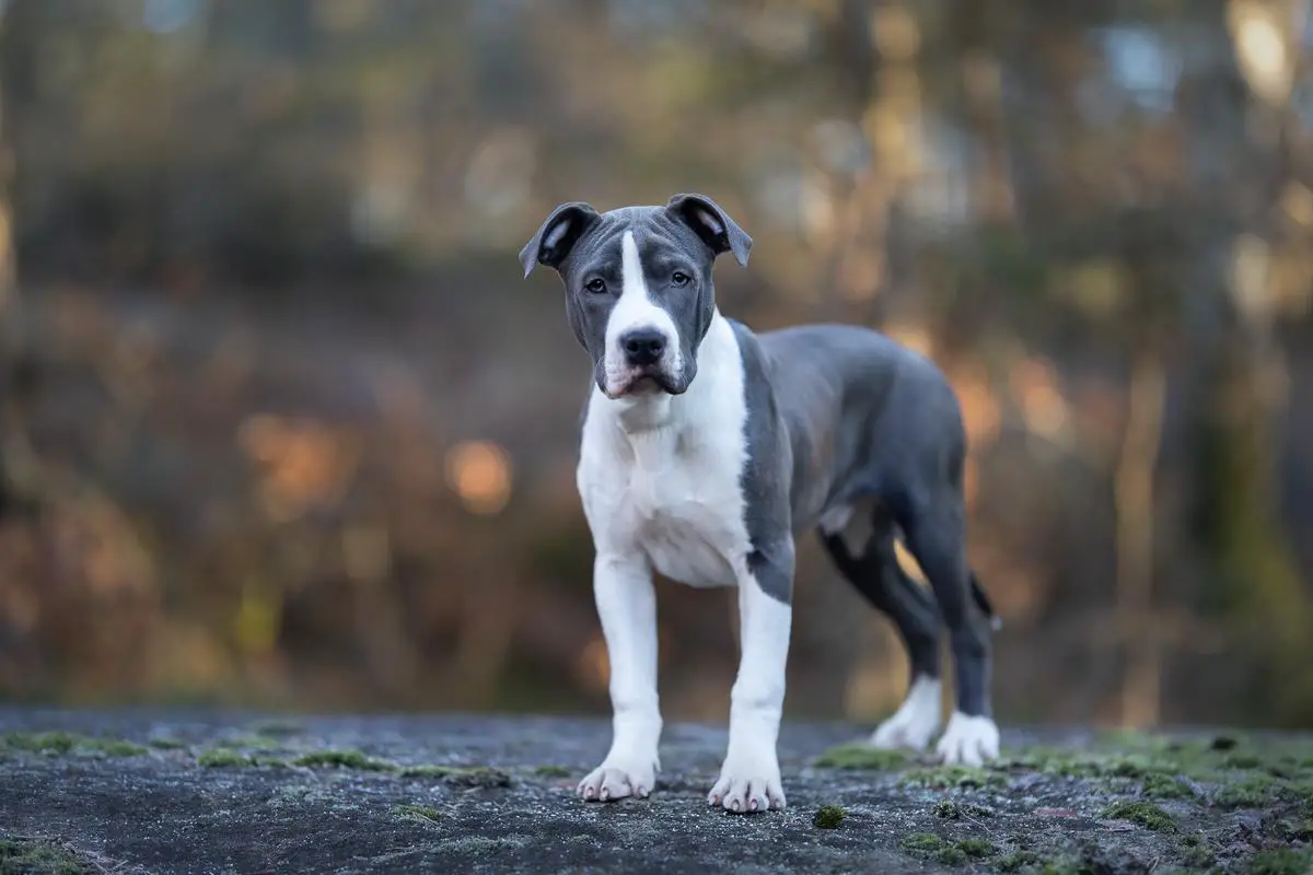 ZODIACANGELS BLUE DEVIL