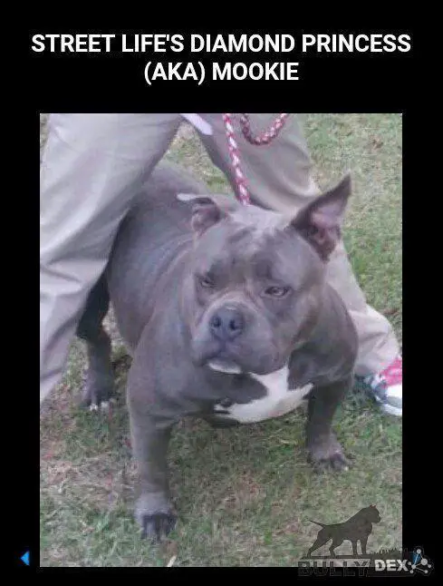 Street Life's Diamond Princess aka Mookie