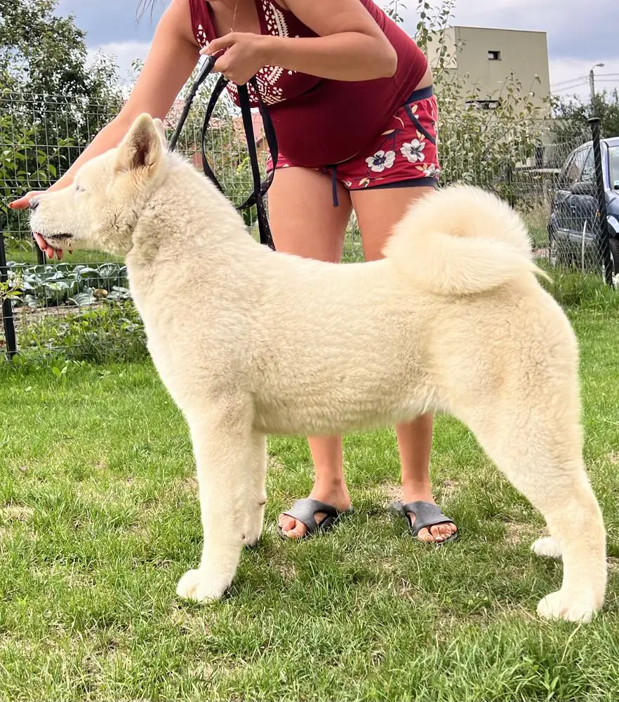 TONER DELL’ORSO MATTO