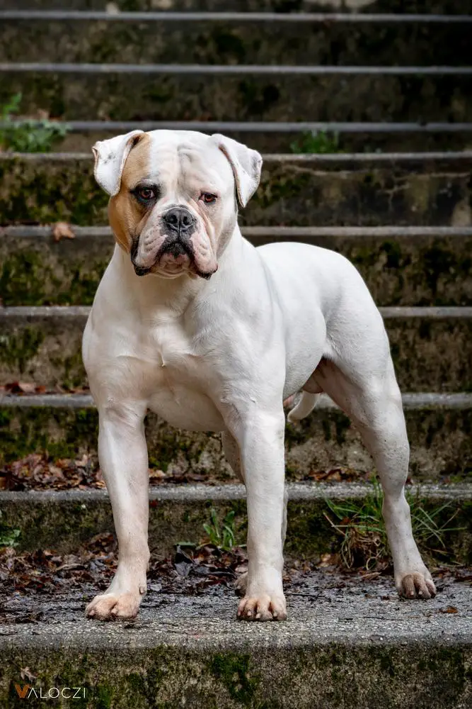 Salvus Bulls Thanos