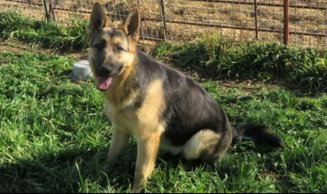 T Y J Ring the Bells of Heaven Bell