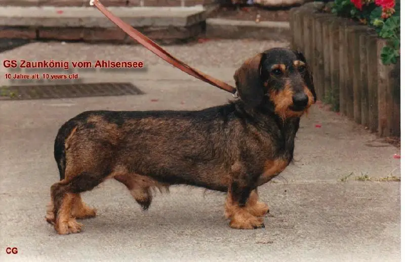 Atze vom Roggenhof