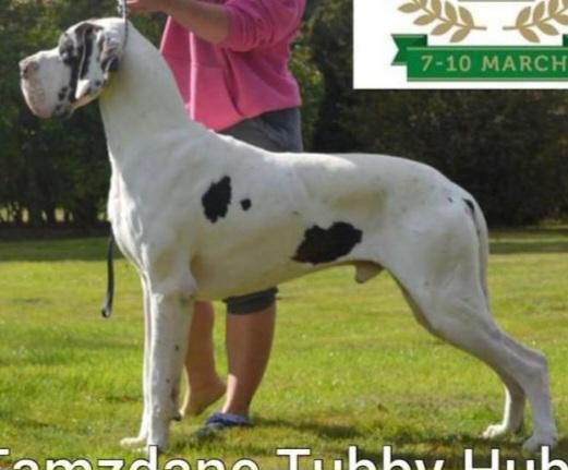 Tamzdane Tubby Hubby