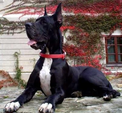MU SHU LANQUESCO