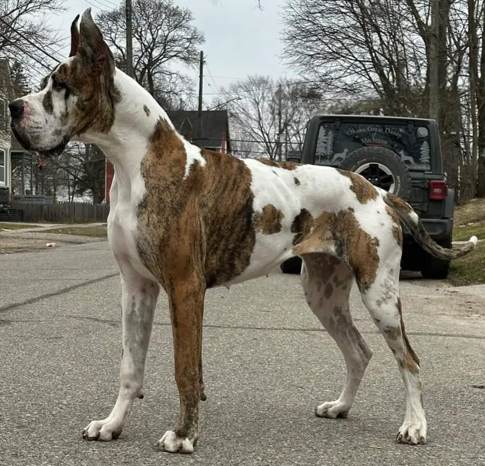 Sarabi's Blame It On Me Of Ohana Great Danes