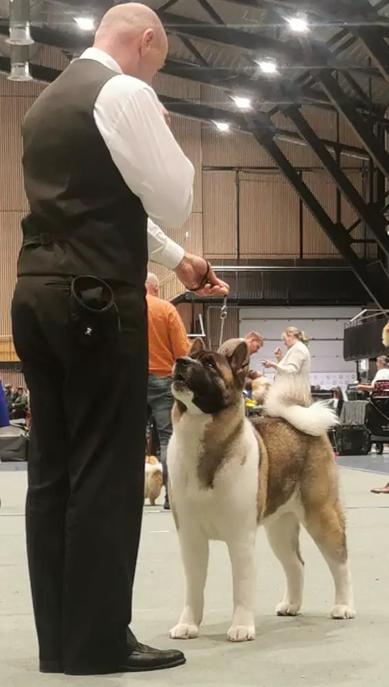 American Canis Fidelis Amber