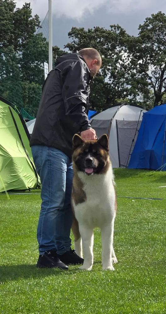 AMIGO American Canis Fidelis
