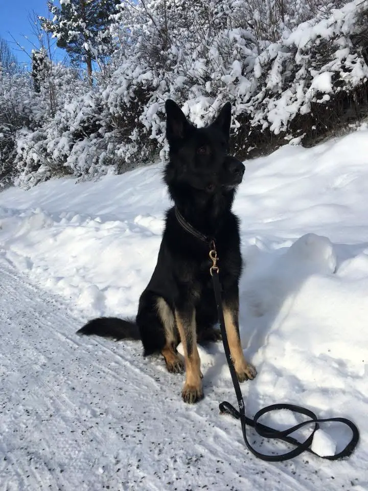 Försvarsmaktens Lejon