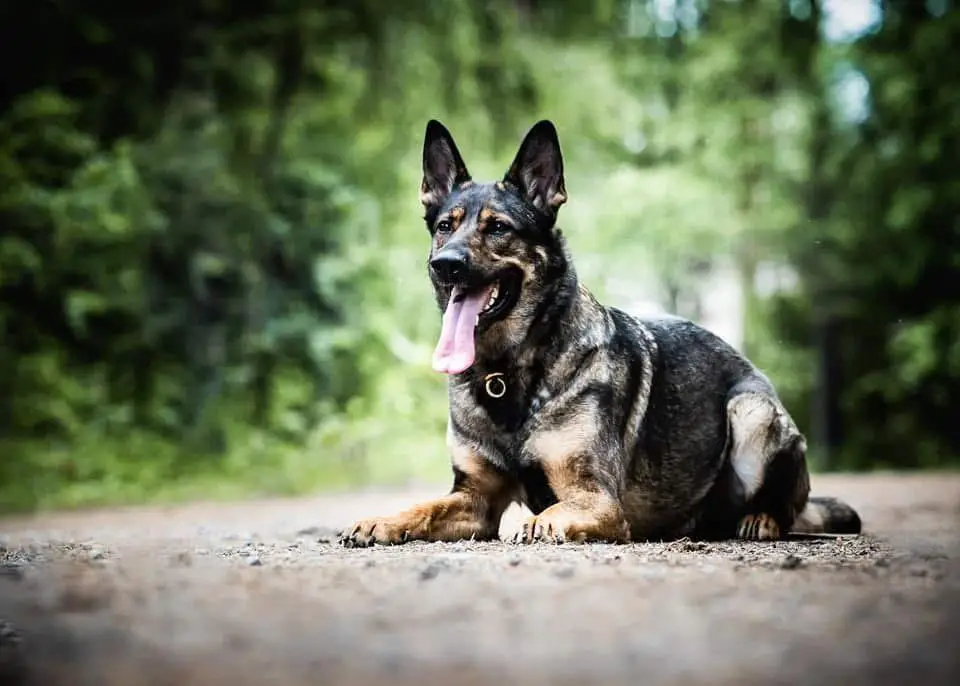 Försvarsmaktens Libra