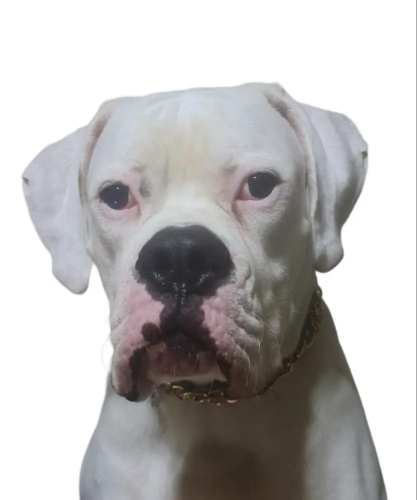 Yakasız 's Fabri of Alpin Dogs