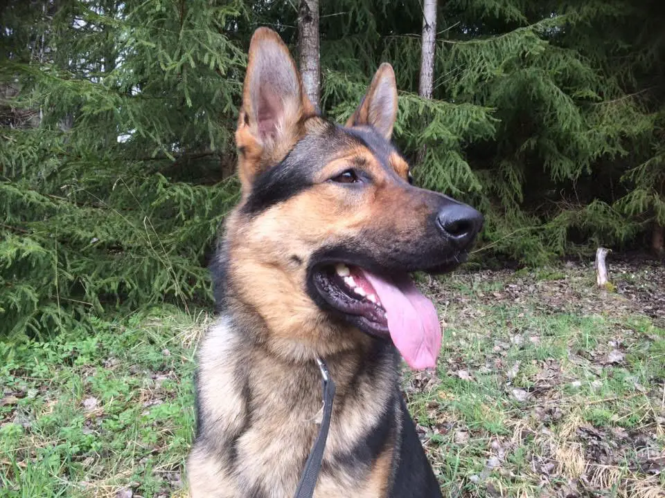 Försvarsmaktens Jemo V