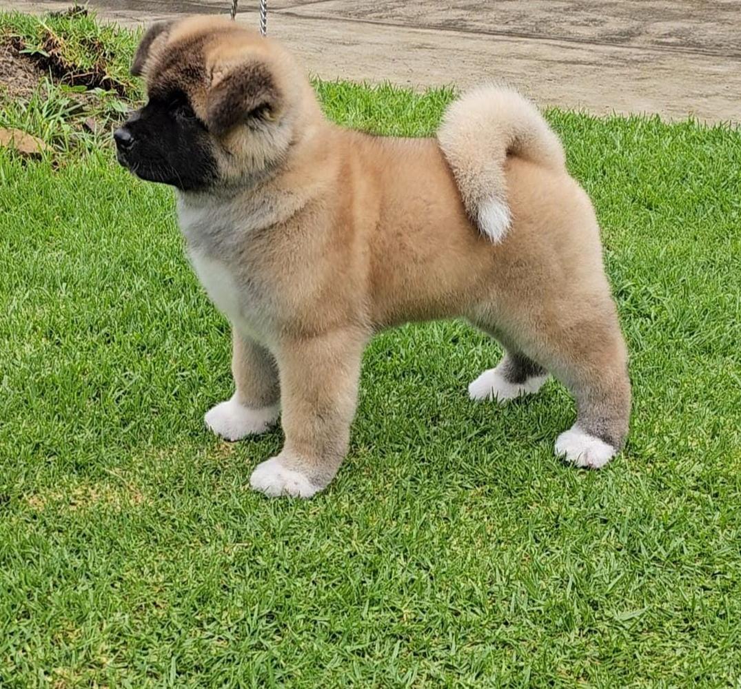 Morita Akita