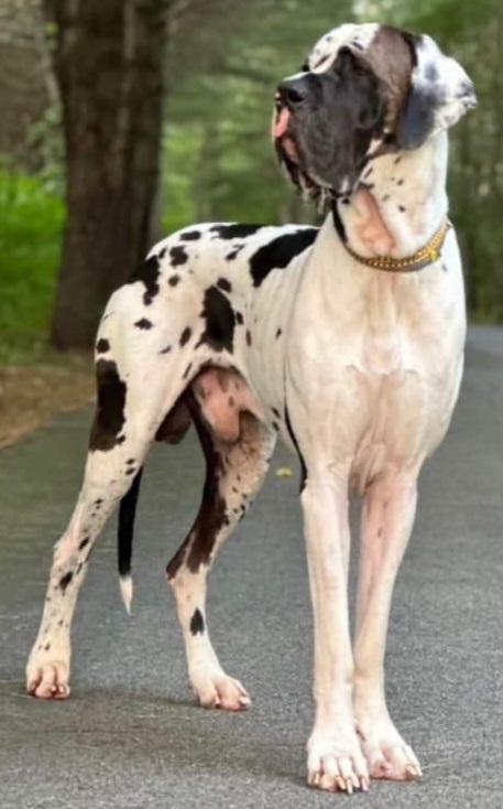 Capone Deville Of Chickaree Mt. Danes