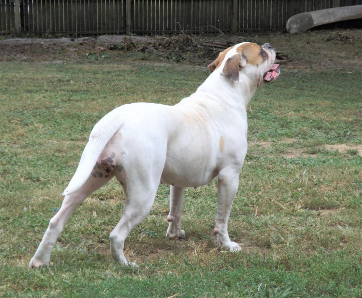 Buretta's Benelli of HOC aka Bella