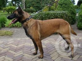 Renzo (Shra)