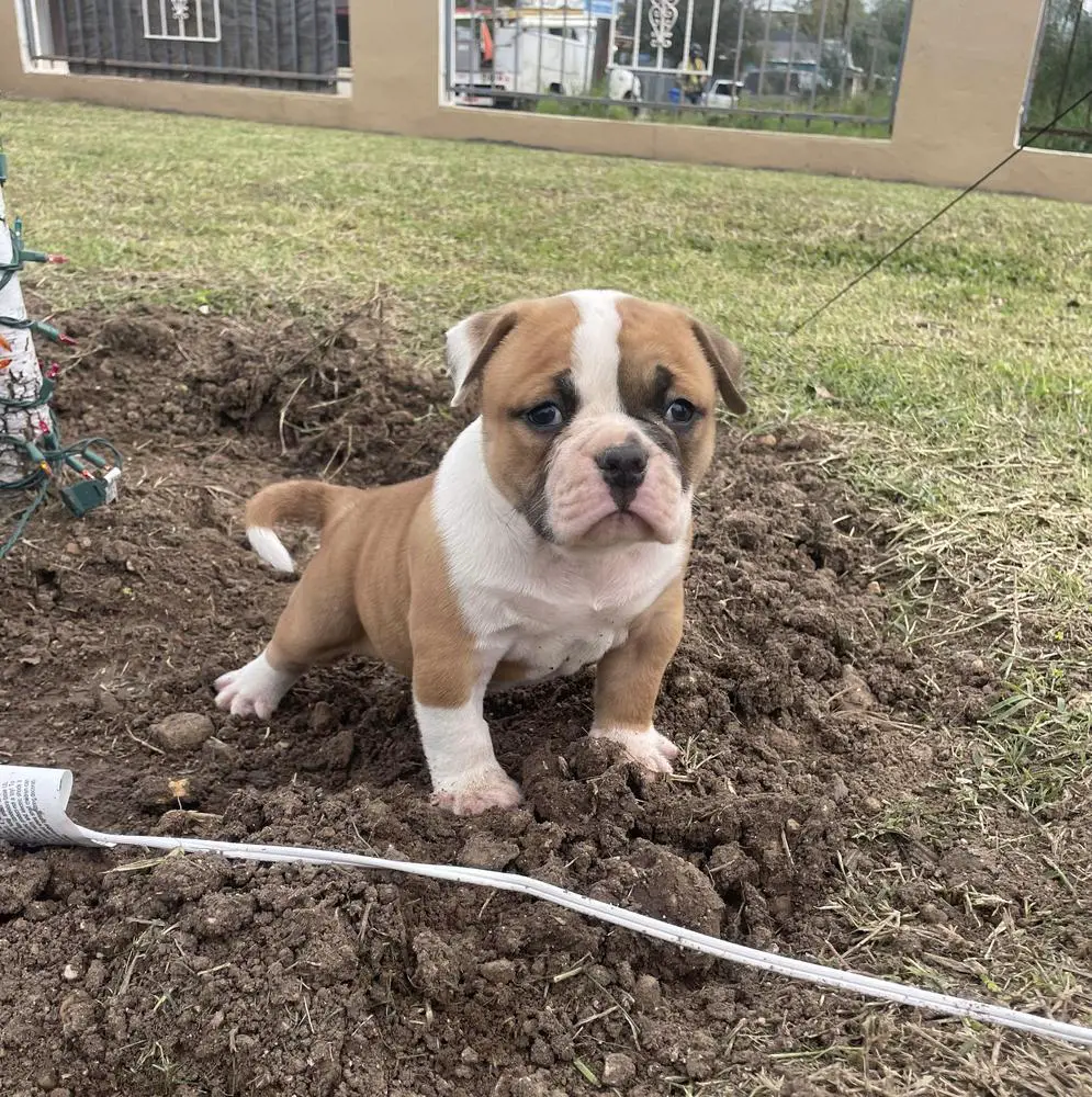 Legend Of Strong Side Bulldogs