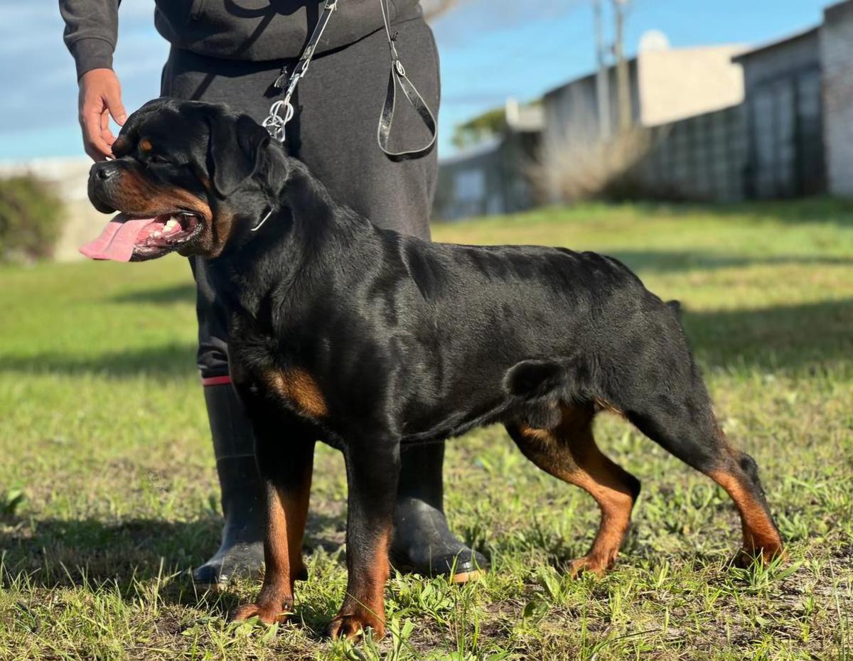 Uslann Vito