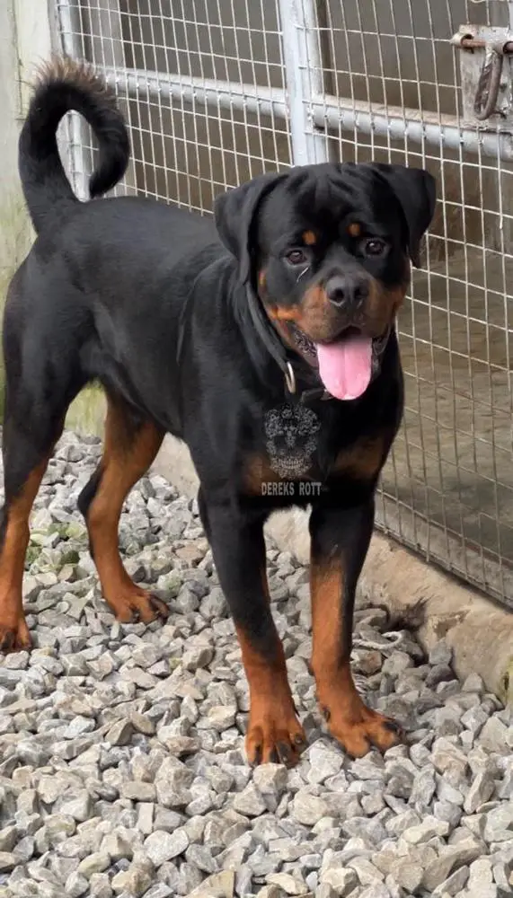Energy of Derek’s Rott