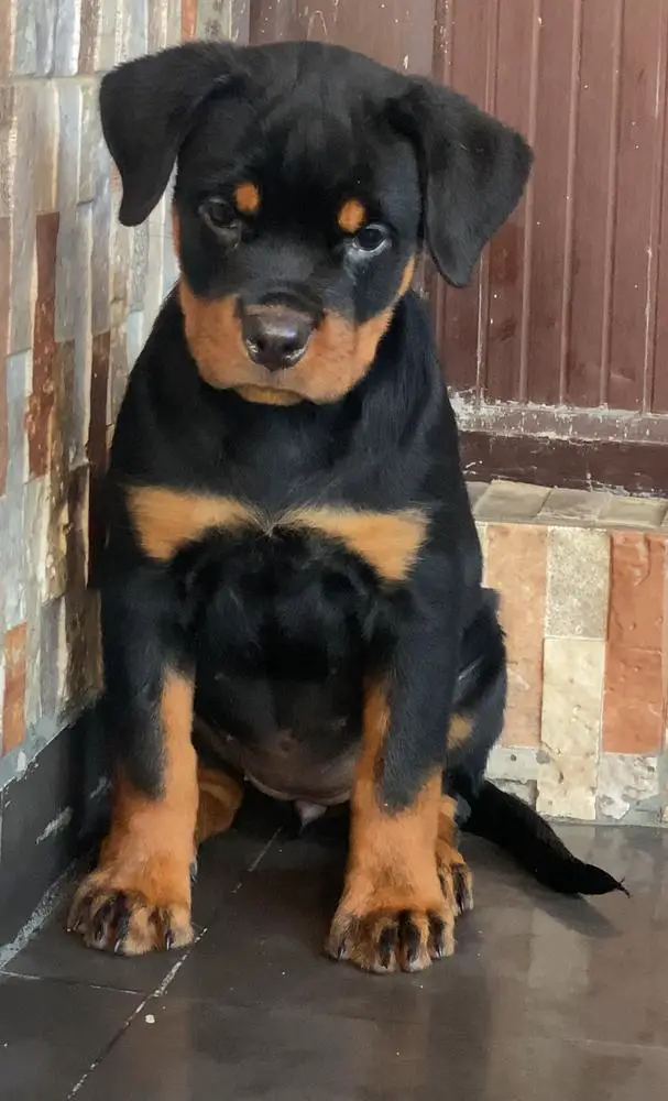 Olivia of Benediction Kennels
