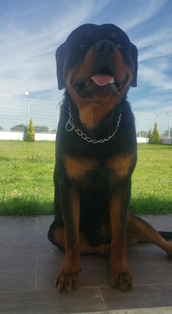 Thor Zermeño