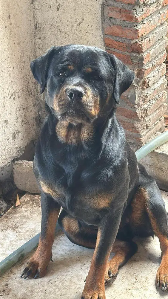 Lady Zermeño