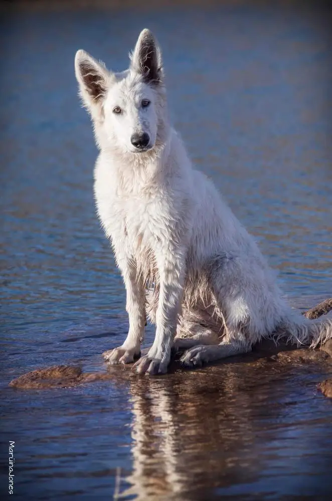 UMA THURMAN Mountain Wolves